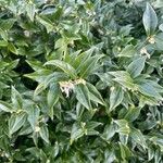 Sarcococca ruscifolia Foglia