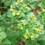 Euphorbia platyphyllosFlower