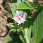 Trichodesma zeylanicum Flower