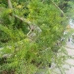 Acacia verticillata Hoja
