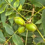 Carya illinoinensis Fruto