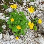 Doronicum columnae Blomst