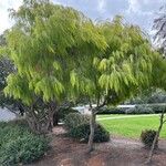 Acacia cognata Costuma