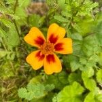 Tagetes patula花