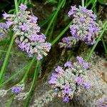 Lavandula angustifolia Квітка