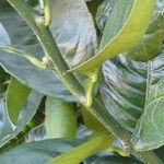 Citrus × latifolia Leaf