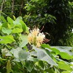 Hedychium ellipticum Habit