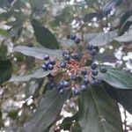 Viburnum rigidum Fruit