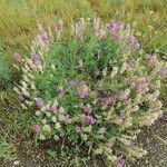 Astragalus onobrychis Levél