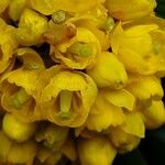 Berberis julianae 花