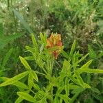 Crotalaria goreensis Kukka