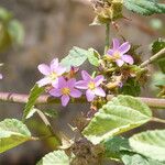 Melochia tomentosa Flower