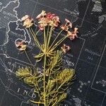 Euphorbia cyparissias Fleur