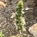 Salvia austriaca Цветок