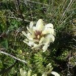 Pedicularis comosa Virág