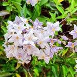 Solanum bonariense Flower