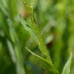 Neslia paniculata 樹皮
