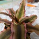 Cryptanthus bivittatus Blad