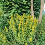 Lysimachia punctataVirág