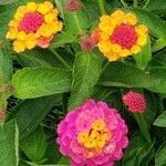 Lantana camara花