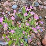 Centaurium pulchellum Kukka