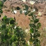 Ipomoea spathulata Staniste