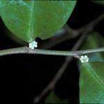 Tapura guianensis Flower