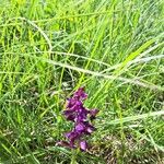 Anacamptis morio Flower