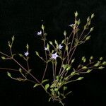 Lomatogonium chumbicum Habit