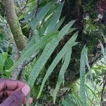 Pleopeltis macrocarpa 葉