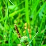 Carex tomentosa Kvet