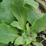 Verbascum phlomoides Fuelha