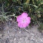 Dianthus sylvestris ᱵᱟᱦᱟ