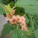 Sphaeralcea bonariensis Flower