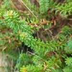 Empetrum nigrum Leaf