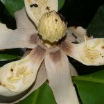 Magnolia gloriensis Φρούτο