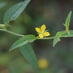 Ludwigia hyssopifolia Habit