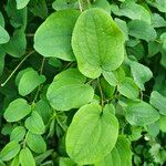 Smilax herbacea ഇല