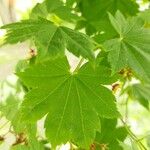 Acer pseudosieboldianum Folha