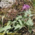 Centaurea jordaniana 形態