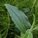 Silene dichotoma Leaf