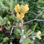 Brassica fruticulosa Flower