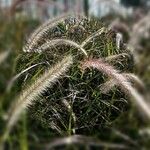 Pennisetum setaceumЛисток