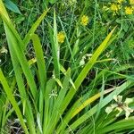 Iris foetidissima Лист