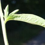 Centaurea decipiens Hoja