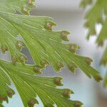 Davallia chaerophylloides Leaf