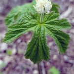 Hydrastis canadensis Leaf