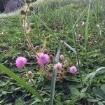 Cirsium texanum 花