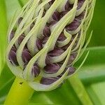 Scilla peruviana Flor