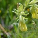 Onosma erecta Blodyn